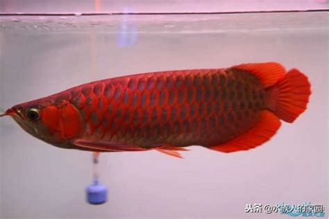 紅龍怎麼養才會紅|乾貨｜紅龍魚和過背金龍魚的飼養方法介